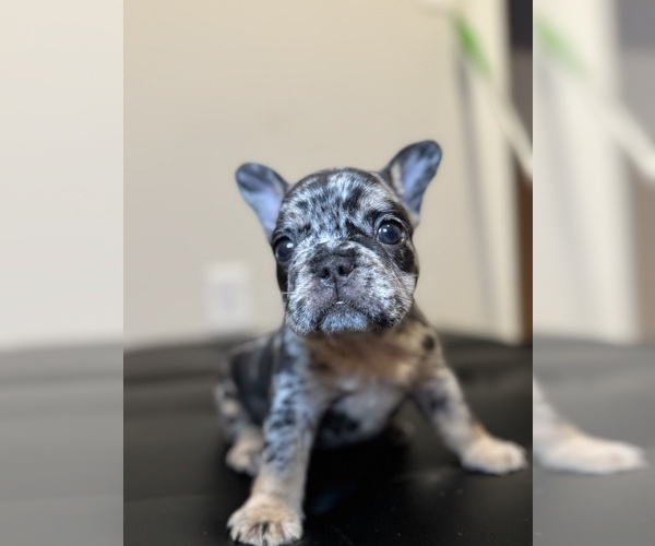 Medium Photo #10 French Bulldog Puppy For Sale in ATLANTA, GA, USA