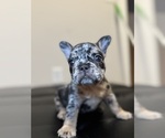 Small #9 French Bulldog