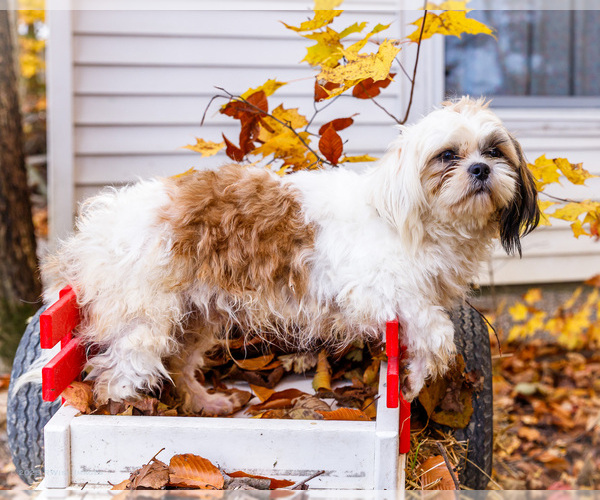 Medium Photo #3 Shih Tzu Puppy For Sale in WAKARUSA, IN, USA