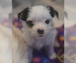 Small #7 Biewer Yorkie