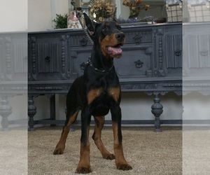 Medium Doberman Pinscher