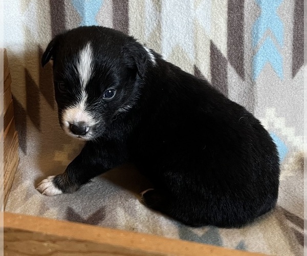 Medium Photo #2 Miniature Australian Shepherd Puppy For Sale in FORT MORGAN, CO, USA