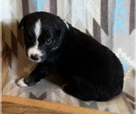Small #1 Miniature Australian Shepherd