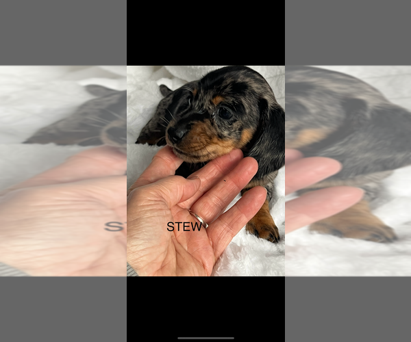 Medium Photo #1 Dachshund Puppy For Sale in NILES, MI, USA