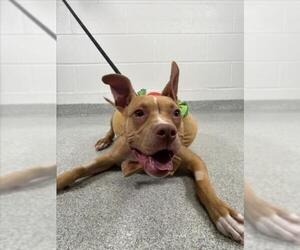 Mutt Dogs for adoption in Fort Collins, CO, USA