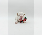 Small Photo #3 French Bulldog Puppy For Sale in PEARLAND, TX, USA