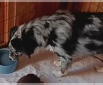 Small #4 Miniature Australian Shepherd