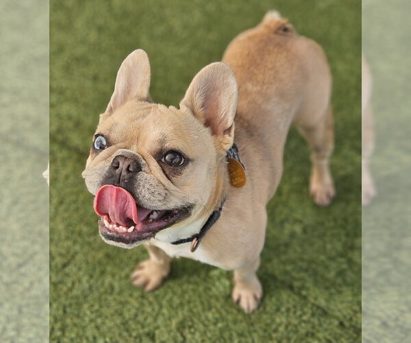 Medium Photo #3 French Bulldog Puppy For Sale in Lake Elsinore, CA, USA