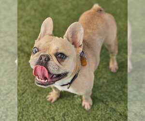 Sailor (Special Needs) - Female French Bulldog Dog for Adoption - Photo #3