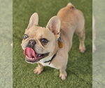 Small #2 French Bulldog