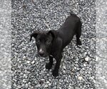 Small Photo #1 Great Dane-Unknown Mix Puppy For Sale in Thomasville, NC, USA