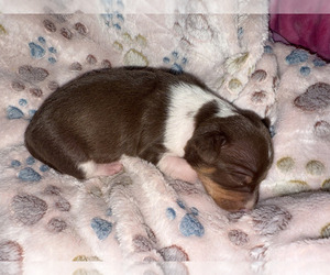 Rat Terrier Puppy for sale in MOLALLA, OR, USA
