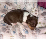 Small Rat Terrier