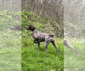 Mother of the German Shorthaired Pointer puppies born on 10/11/2025