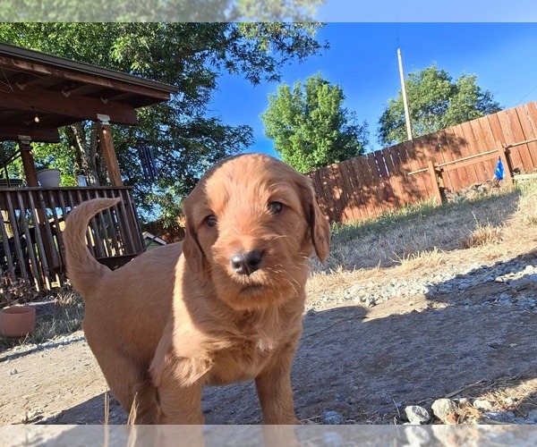 Medium Photo #4 Goldendoodle Puppy For Sale in TILLER, OR, USA