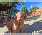 Puppy 3 Goldendoodle