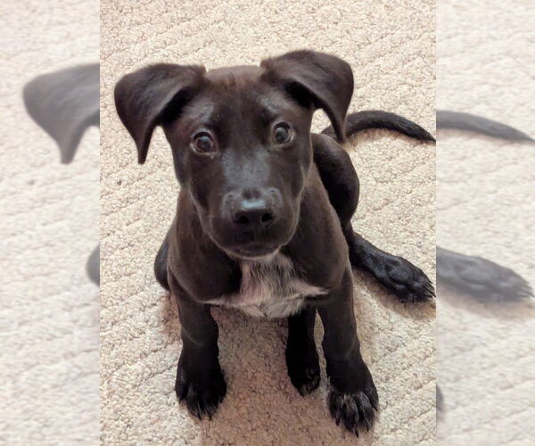 Medium Photo #7 Lab-Pointer Puppy For Sale in Shermans Dale, PA, USA