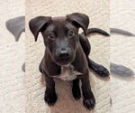 Small #6 Lab-Pointer