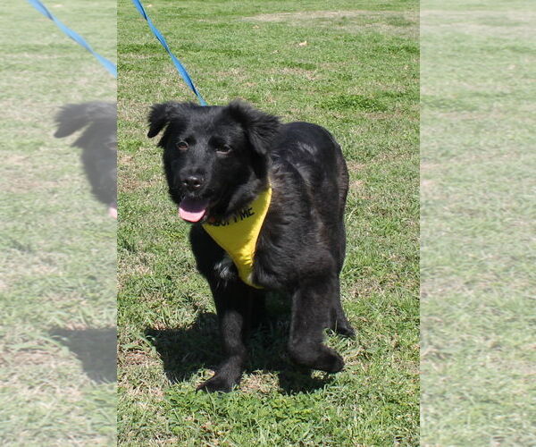 Medium Photo #3 Border Collie-Unknown Mix Puppy For Sale in Munford, TN, USA