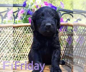 Miniature Labradoodle Puppy for Sale in MILLVILLE, Minnesota USA