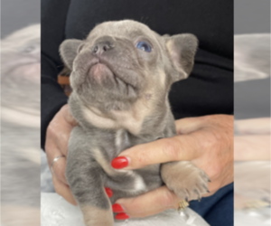 French Bulldog Puppy for sale in ALTA LOMA, CA, USA