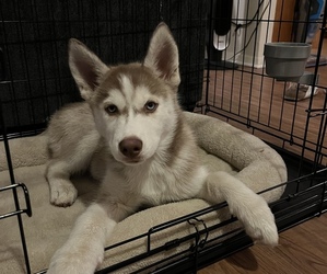 Siberian Husky Puppy for sale in BENBROOK, TX, USA