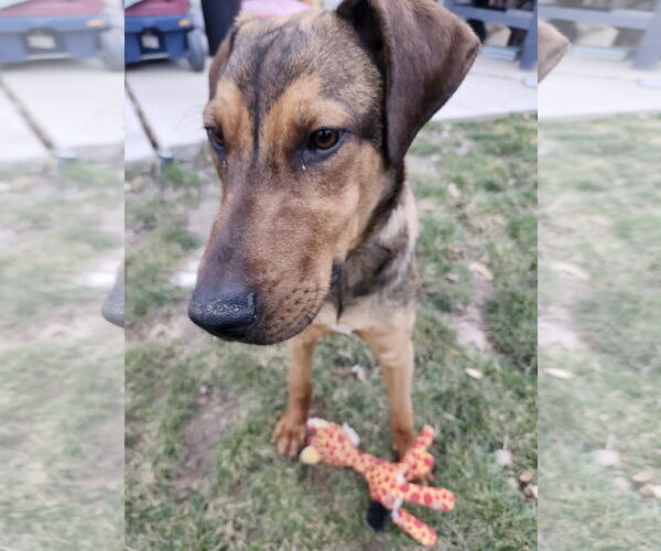 Medium Photo #1 Doberman Pinscher-Unknown Mix Puppy For Sale in Sandy, UT, USA