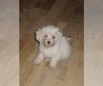 Small Photo #2 Zuchon Puppy For Sale in INGLESIDE, TX, USA