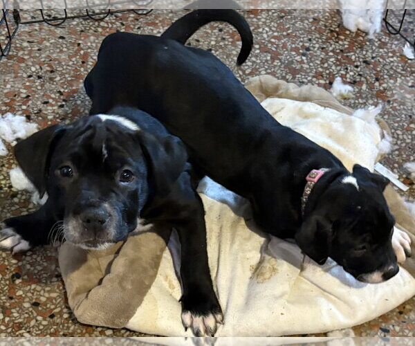 Medium Photo #8 Mutt Puppy For Sale in Sanford, FL, USA