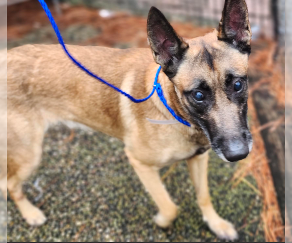 Medium Photo #2 Mutt Puppy For Sale in Imlay City, MI, USA