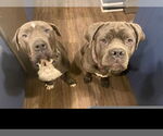 Small #9 American Staffordshire Terrier Mix