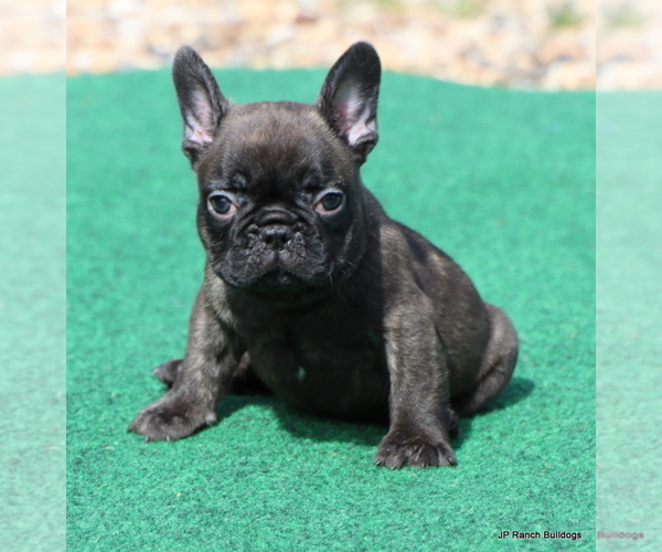 Medium Photo #9 French Bulldog Puppy For Sale in WINNSBORO, TX, USA