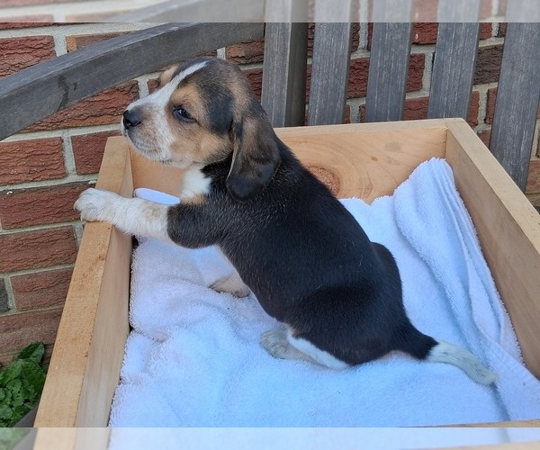 Medium Photo #22 Beagle Puppy For Sale in BLAIRSVILLE, GA, USA
