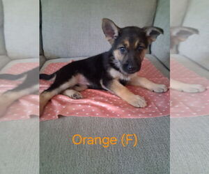 German Shepherd Dog Puppy for sale in CRESTVIEW, FL, USA