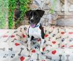 Small #3 Beagle Mix