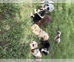 Small Australian Shepherd