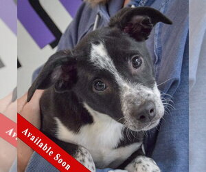 Border Collie-Unknown Mix Dogs for adoption in Huntley, IL, USA