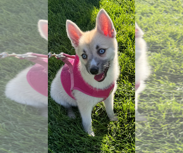 Medium Photo #3 Pomsky Puppy For Sale in LOVELAND, CO, USA