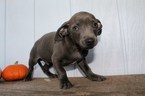 Small Photo #6 Chilier-Chipin Mix Puppy For Sale in MOUNT VERNON, OR, USA