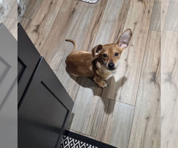 Medium Photo #1 Dachshund-Unknown Mix Puppy For Sale in Greenville, SC, USA