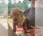 Puppy DARK Pink Labrador Retriever