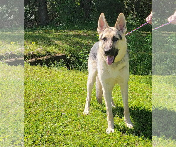 Medium Photo #4 German Shepherd Dog Puppy For Sale in Montgomery, AL, USA