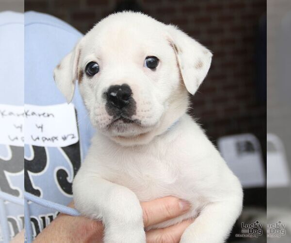 Medium Photo #3 Labrador Retriever-Unknown Mix Puppy For Sale in Washington, DC, USA