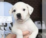 Small #2 Labrador Retriever Mix