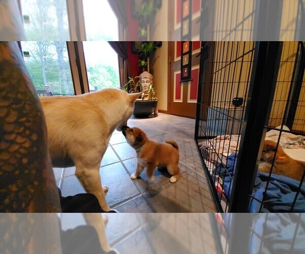Medium Photo #17 Shiba Inu Puppy For Sale in SOMERSWORTH, NH, USA