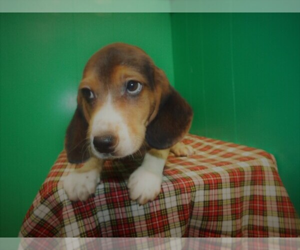 Medium Photo #4 Beagle Puppy For Sale in PATERSON, NJ, USA