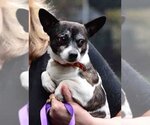 Small Photo #2 Chihuahua Puppy For Sale in Vernonia, OR, USA