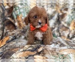 Small #1 Cavapoo (Miniature)