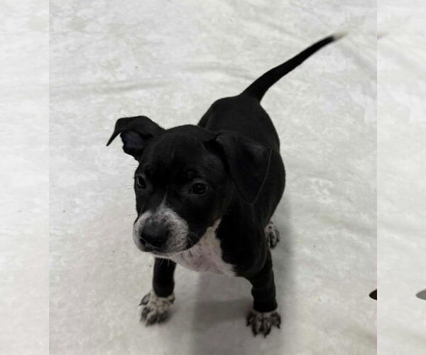Medium Photo #2 American Boston Bull Terrier Puppy For Sale in Mechanicsburg, PA, USA