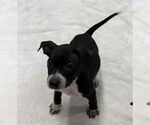 Small #1 American Boston Bull Terrier